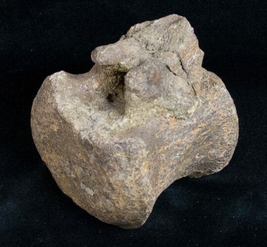 Edmontosaurus Vertebra - South Dakota #11831